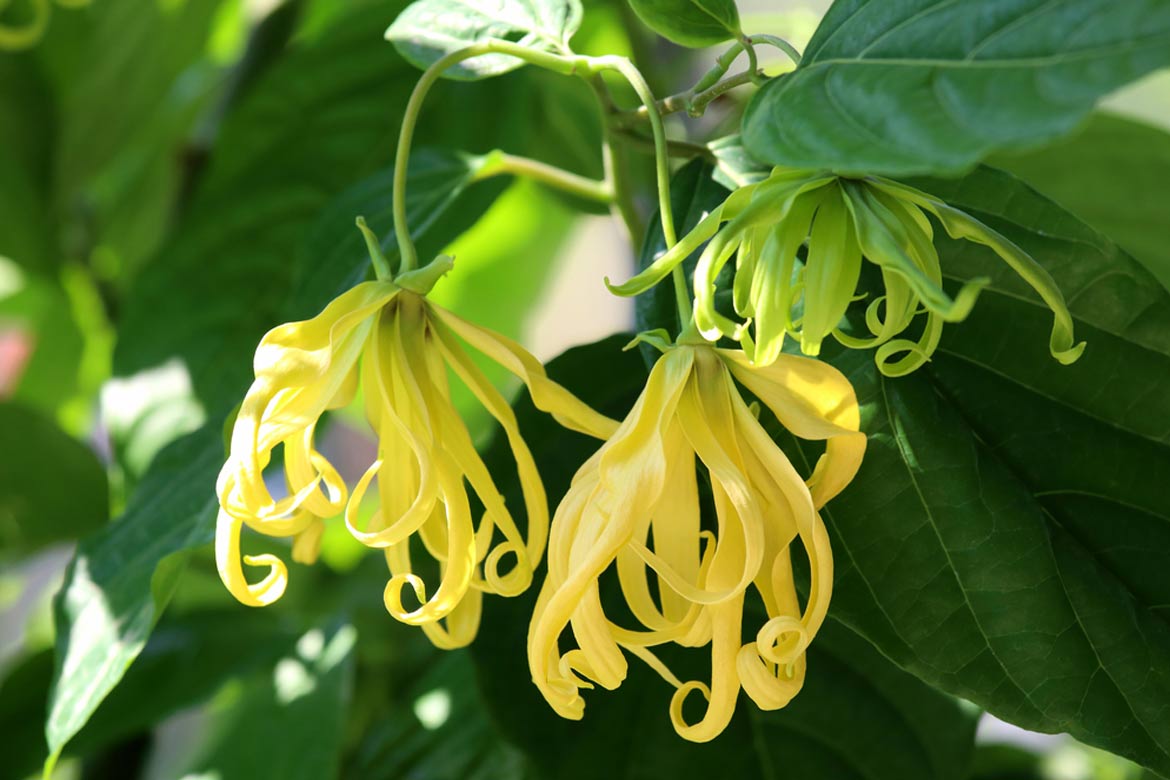 ylang-ylang