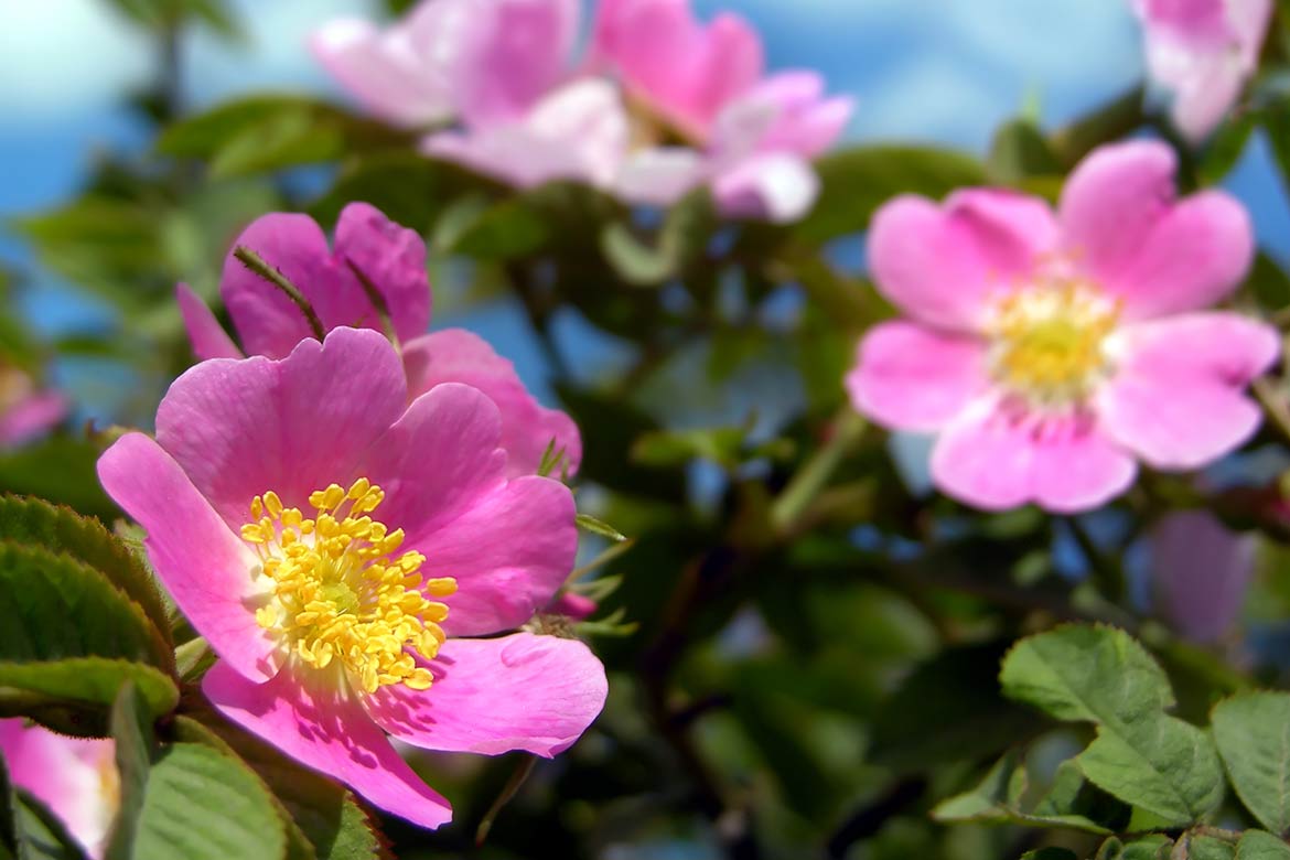 rosa-canina-proprieta