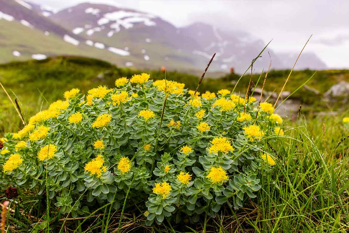 rhodiola