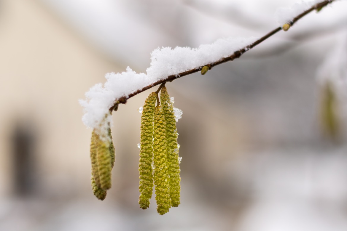 allergia-ai-pollini-invernali-mbenessere